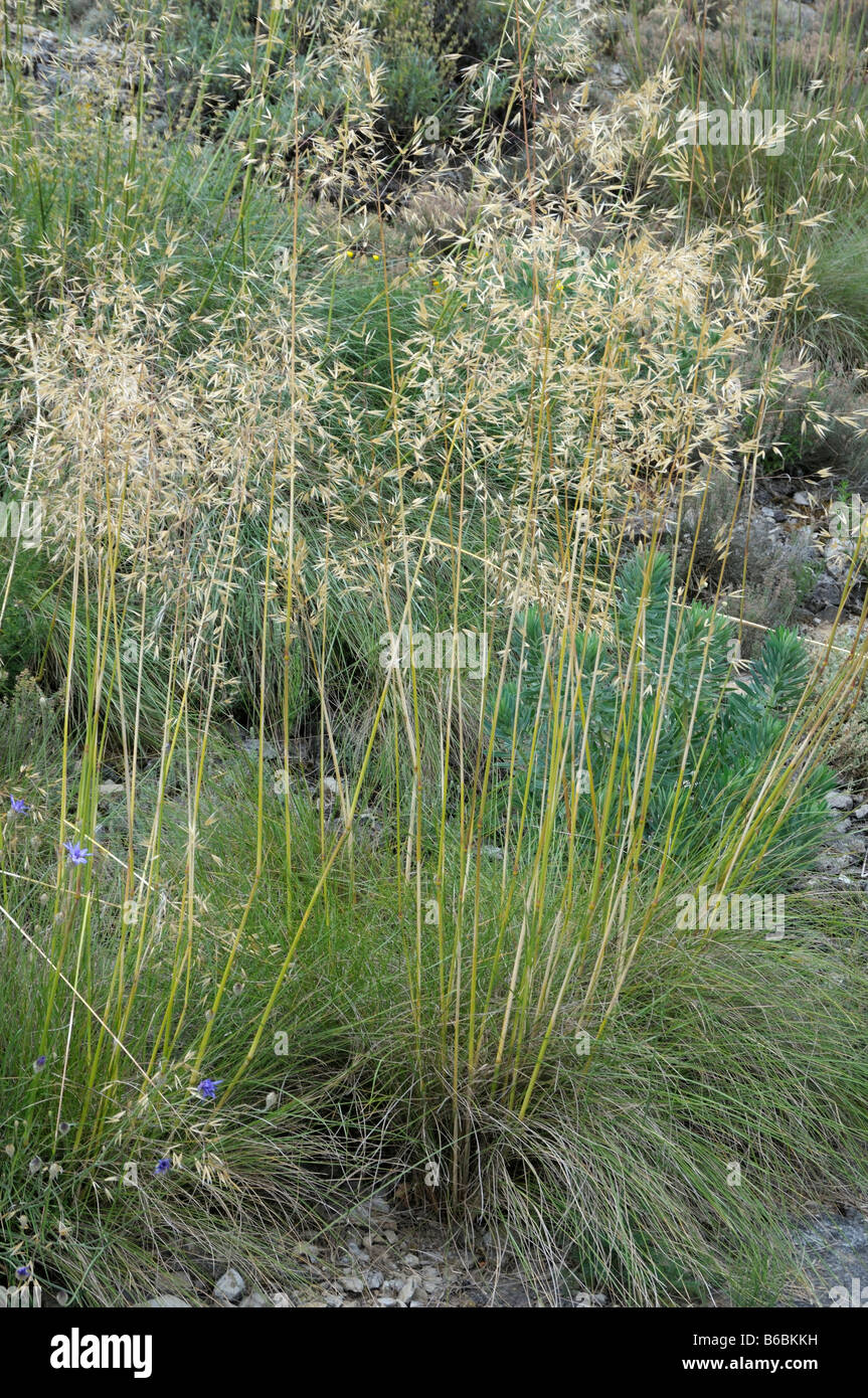 Federgras, Nadel Grass, Speer Rasen (Stipa Lagascae, Nassella Lagascae) in einem Garten Stockfoto
