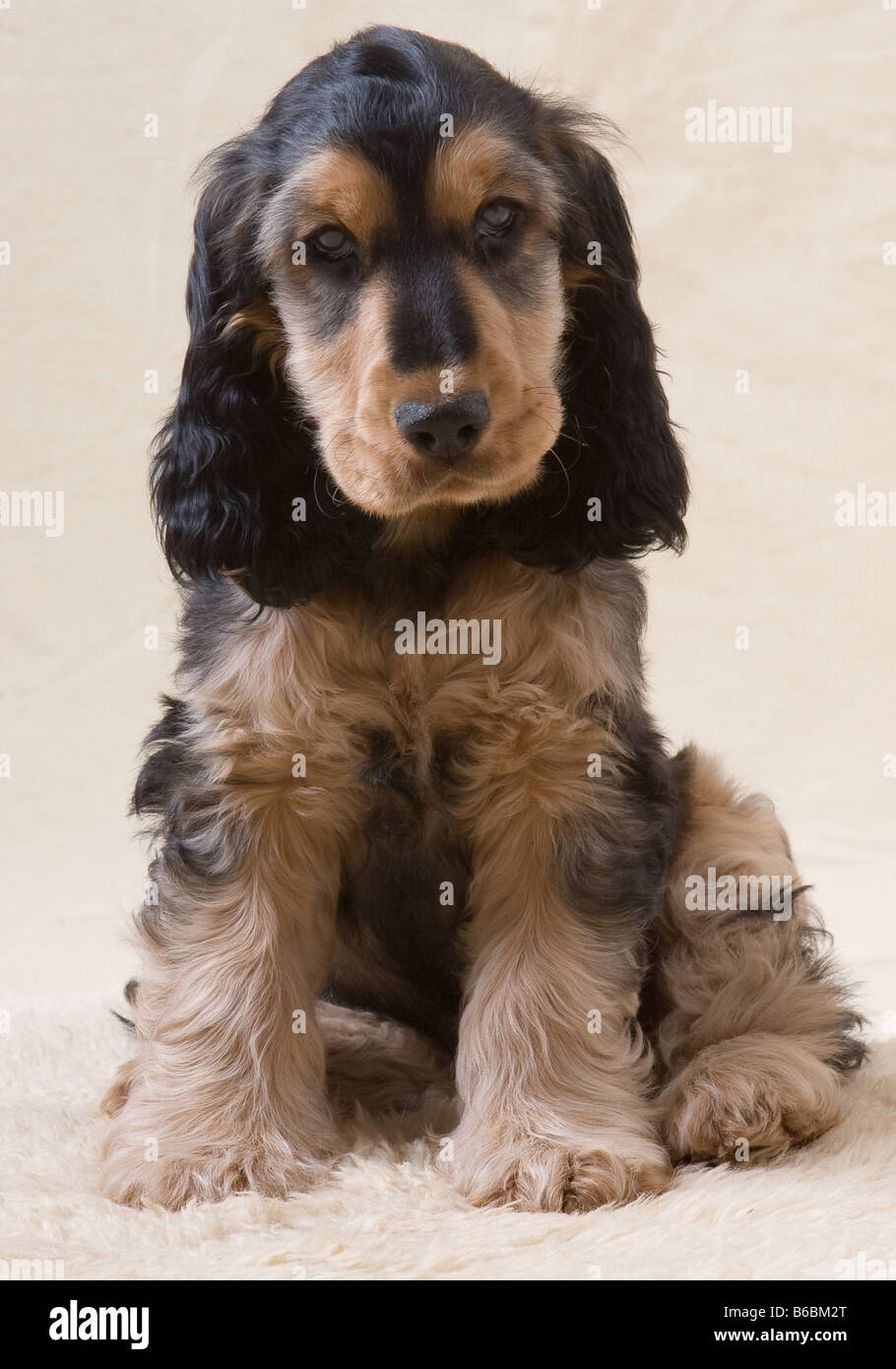 Nahaufnahme des Welpen sitzen auf Teppich Stockfoto