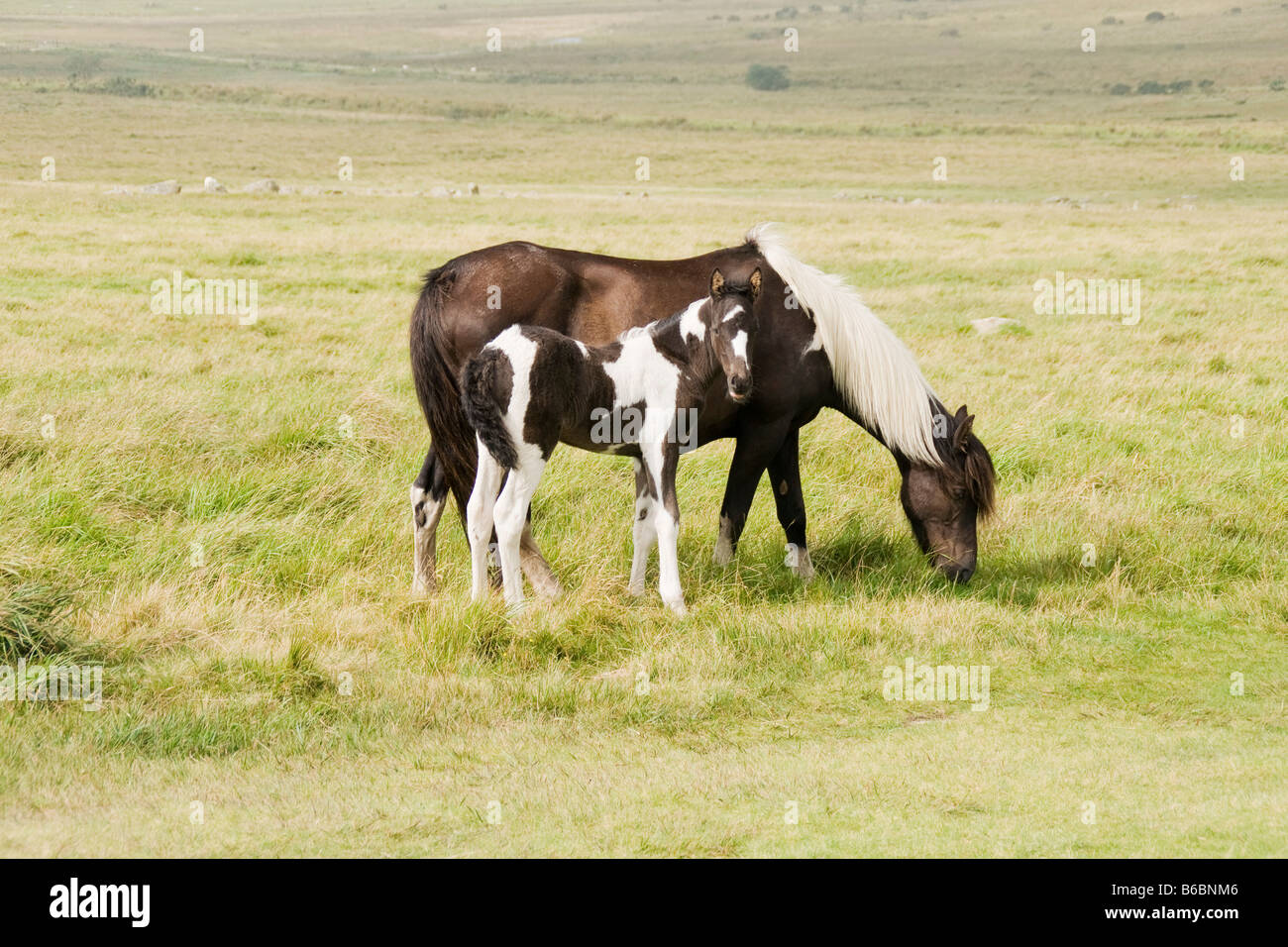 Stute und Fohlen auf Bodmin Moor in Cornwall Stockfoto