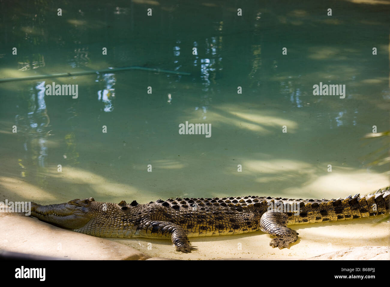 Salzwasser-Krokodil in der Australia Zoo, der Zoo von Steve Irwin Familie in der Nähe von Brisbane Australien. Stockfoto