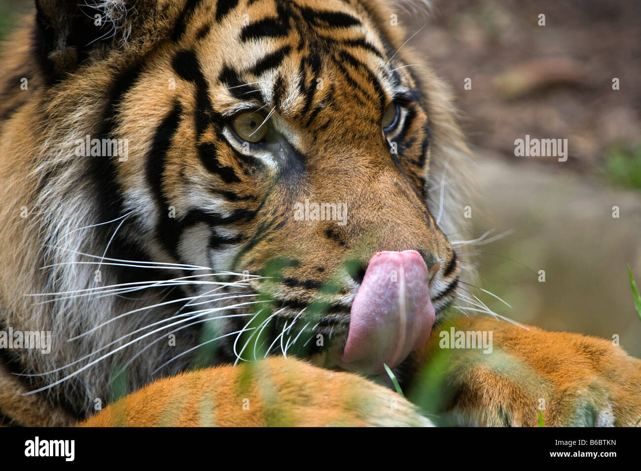 Indonesien, Sumatra-Tiger, Phantera Tigris Sumatrae Surabaya, Java, Surabaya Zoo Stockfoto