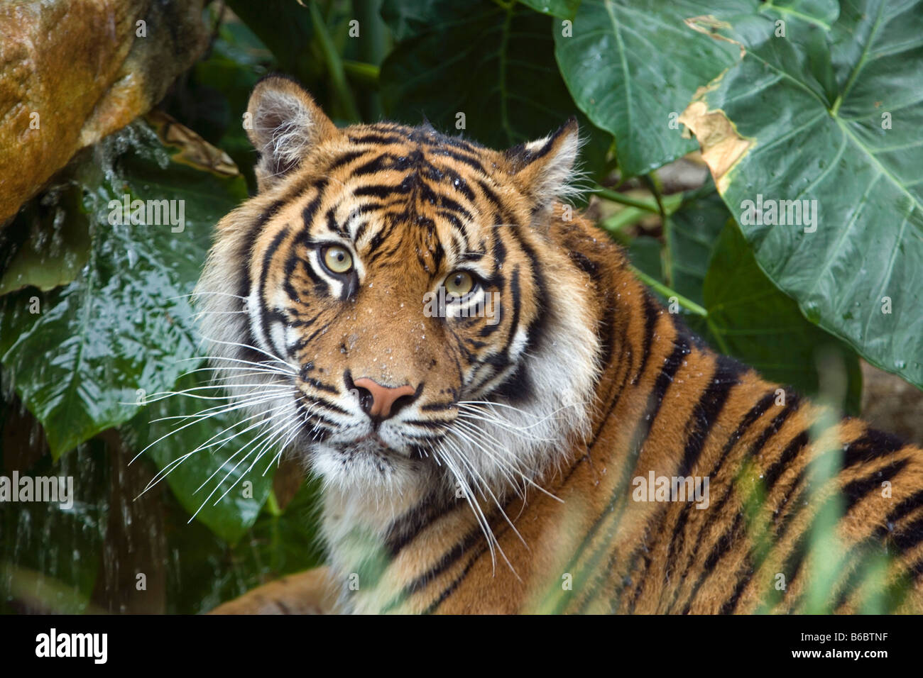 Indonesien, Sumatra-Tiger, Phantera Tigris Sumatrae Surabaya, Java, Surabaya Zoo Stockfoto