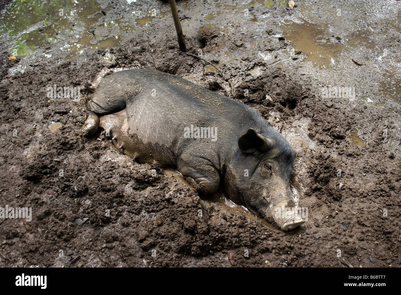 Indonesien, Sambirenteng, Bali, Schwein im Schlamm Stockfoto