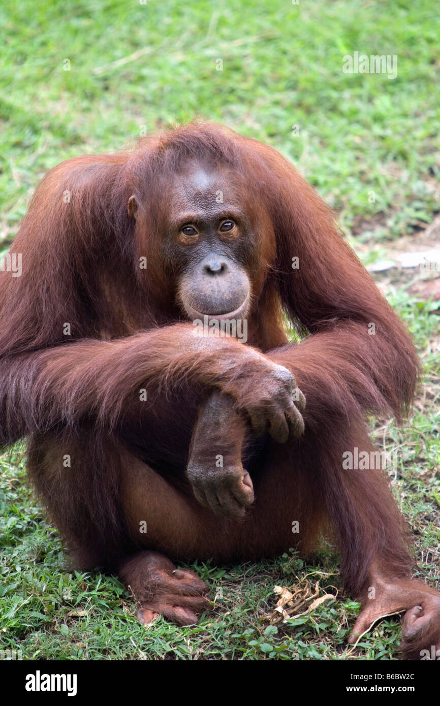 Surabaya, Java, Zoo von Surabaya, Indonesien, Orang-Utan, Pongo s. Pygmeus Stockfoto