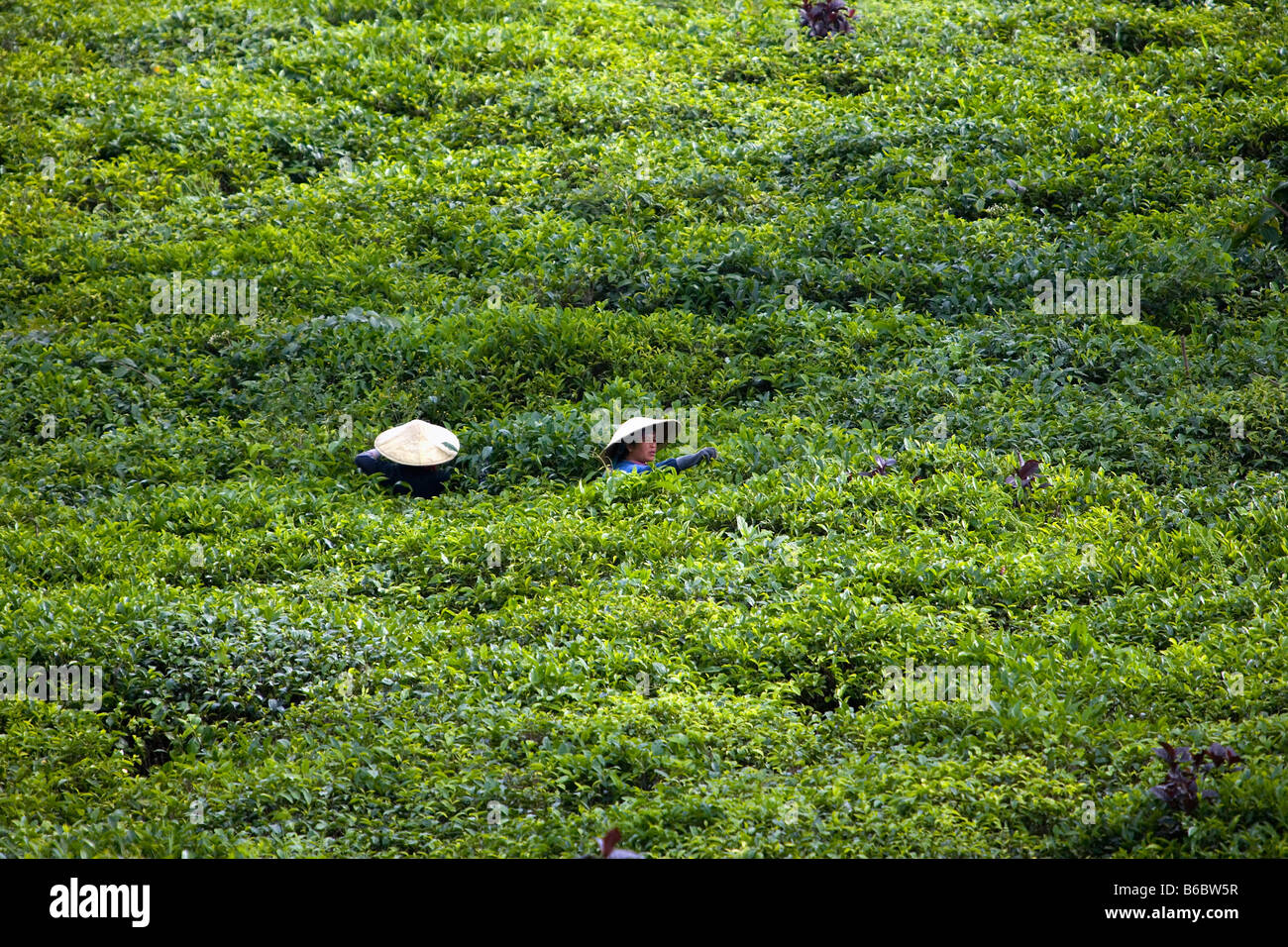 Lawang, Java, Indonesien, Wonosari Teeplantage, Tee Kommissionierung Stockfoto