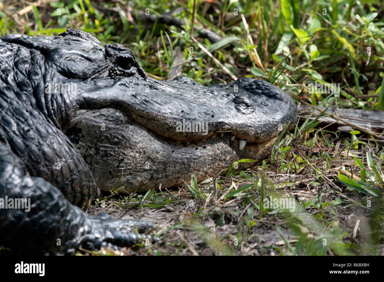 Aligator Kopf Stockfoto