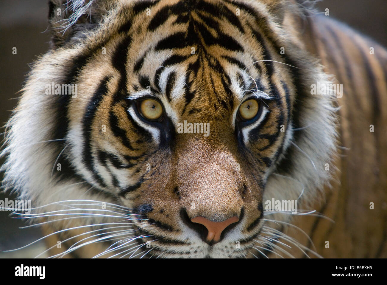 Indonesien, Sumatra-Tiger, Phantera Tigris Sumatrae Surabaya, Java, Surabaya Zoo Stockfoto