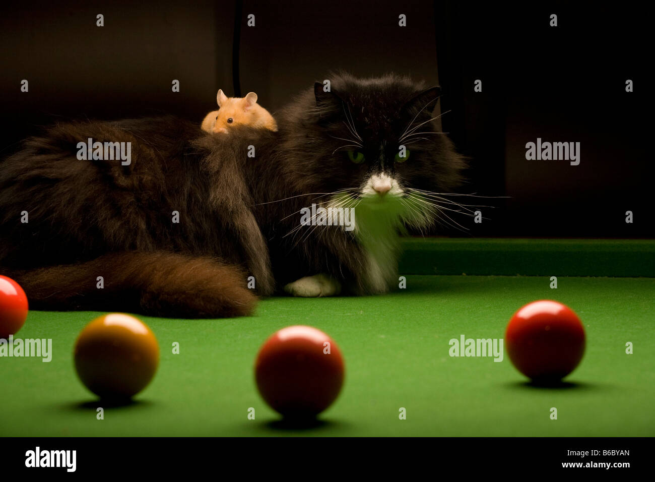 Katze und Hamster und Kugeln auf Snooker-Tisch Stockfoto