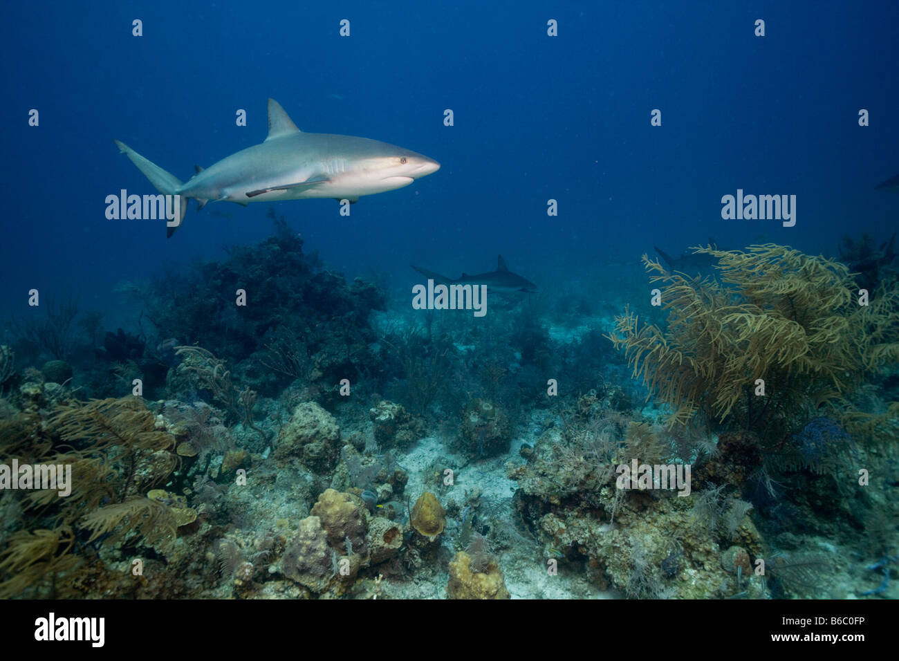 Bahamas New Providence Island Karibik Riff Haie Carcharhinus Perezi Schwimmen im karibischen Meer Stockfoto