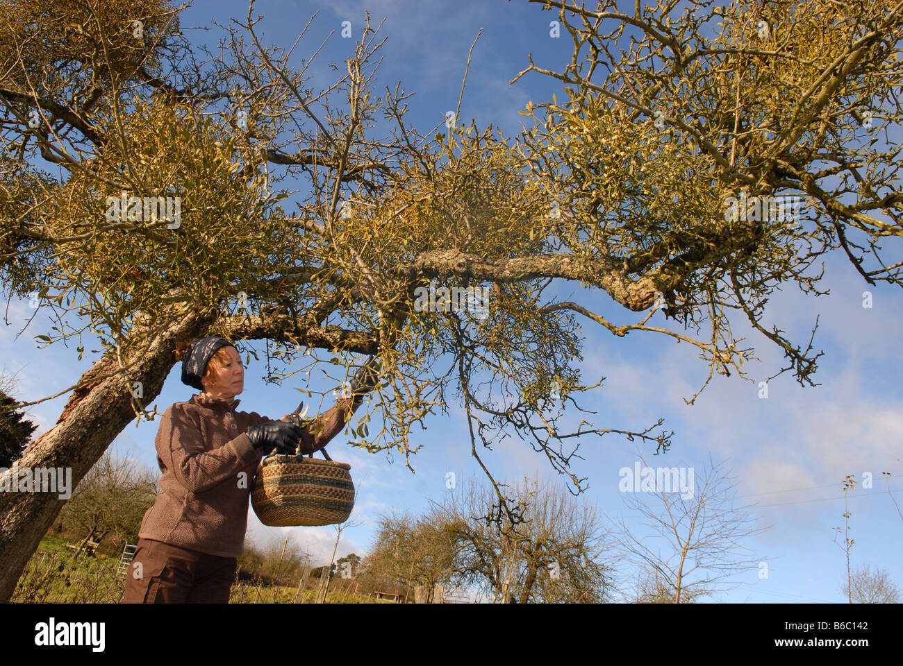 Frau, die Ernte Mistel in South Shropshire, England Stockfoto