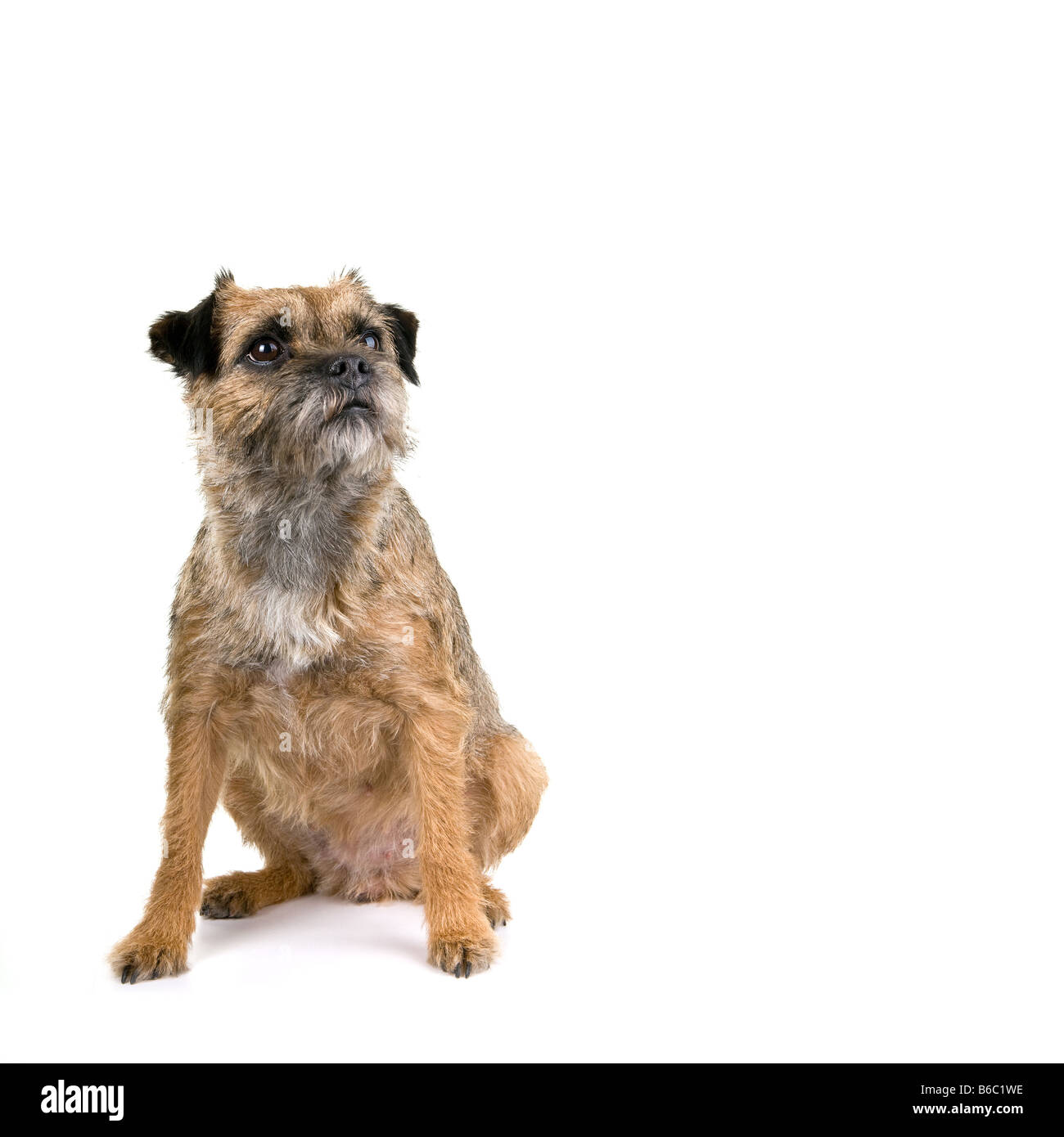 süße englische Border Terrier auf weißem Hintergrund Stockfoto