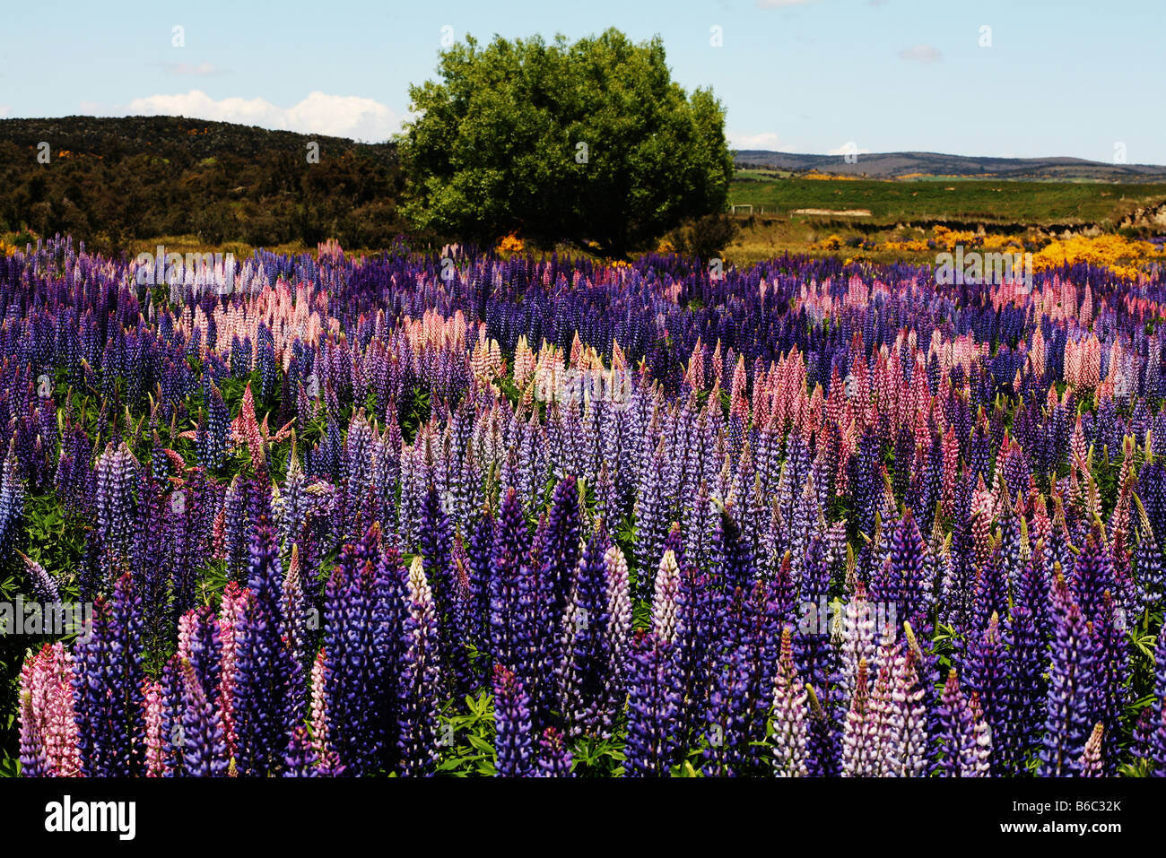 Ein Feld von lila und rosa lupine Blumen in einem Feld auf der Nordinsel Neuseelands. Stockfoto