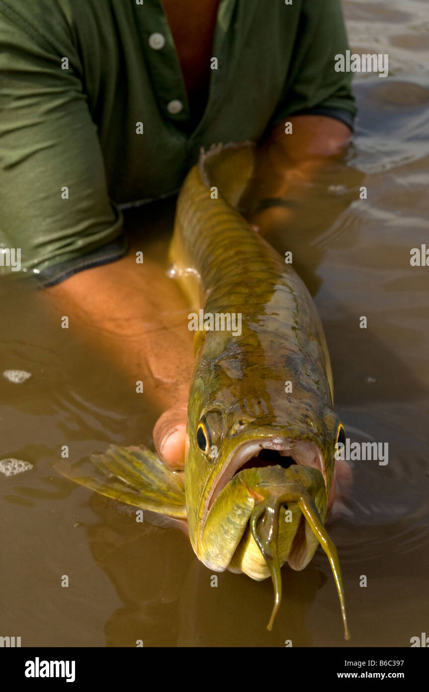 Arahuana Silberne Arowana oder Arahuana Osteoglossum Bicirrosum Amazonas Fisch ...