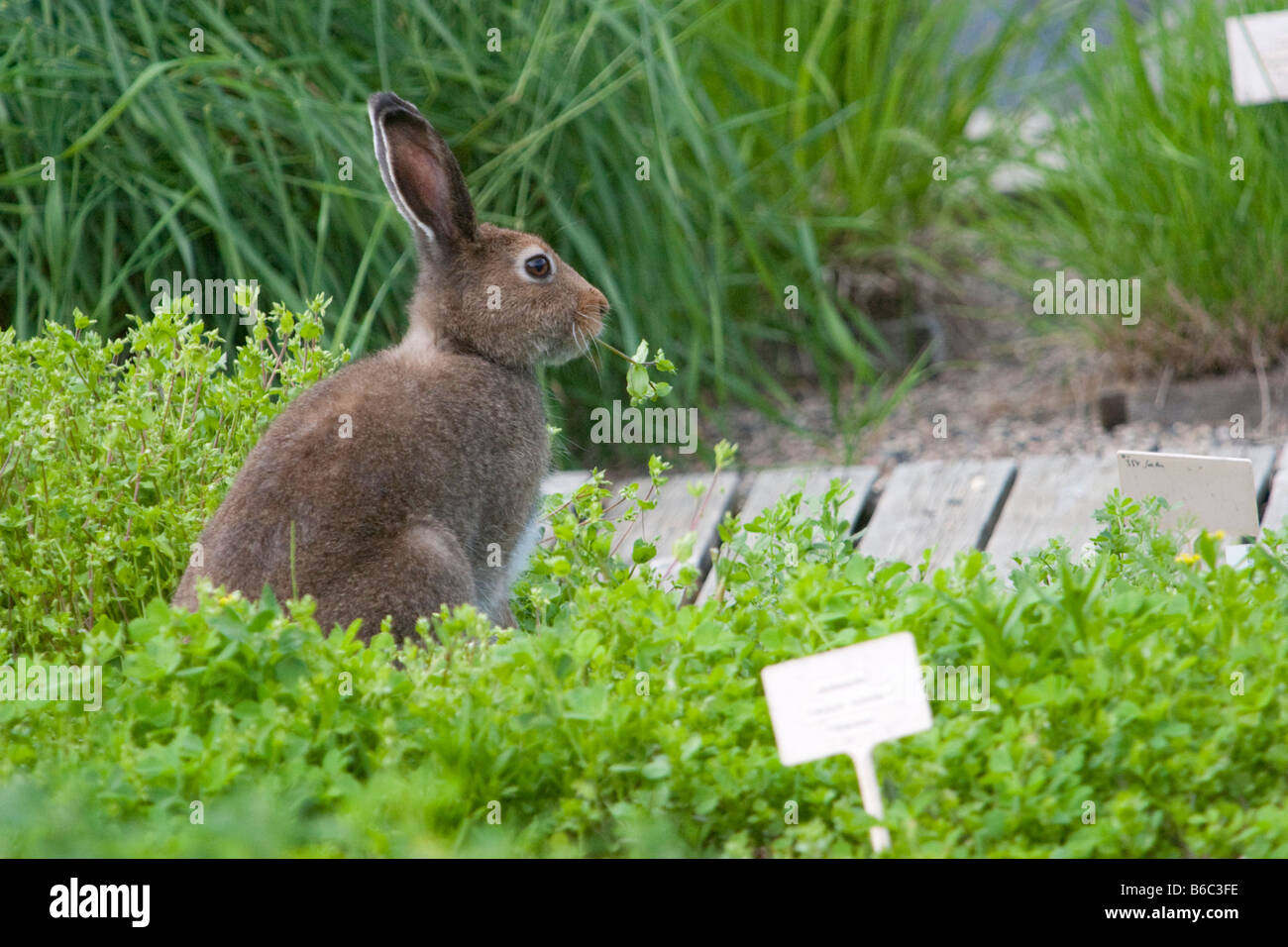 Wilder europäischer Berghase (Lepus timidus), der gepflanzte Exemplare im Botanischen Garten der Universität Oulu in Finnland isst Stockfoto