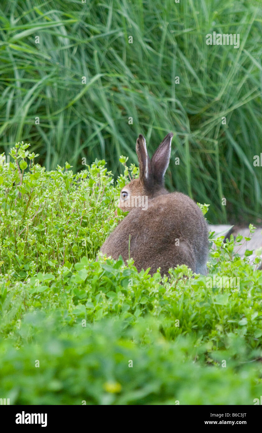Wilder Europäischer Gebirgshase ( Lepus timidus ), der im Botanischen Garten der finnischen Universität Oulu gepflanzte Exemplare isst Stockfoto