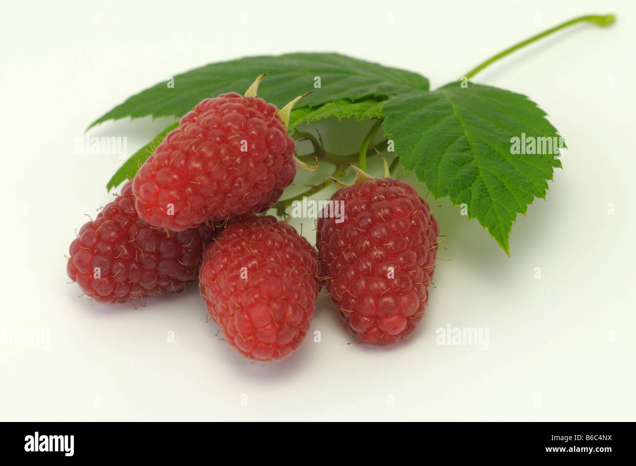 Himbeere Rubus Idaeus Zweig mit Beeren Studio Bild Stockfoto