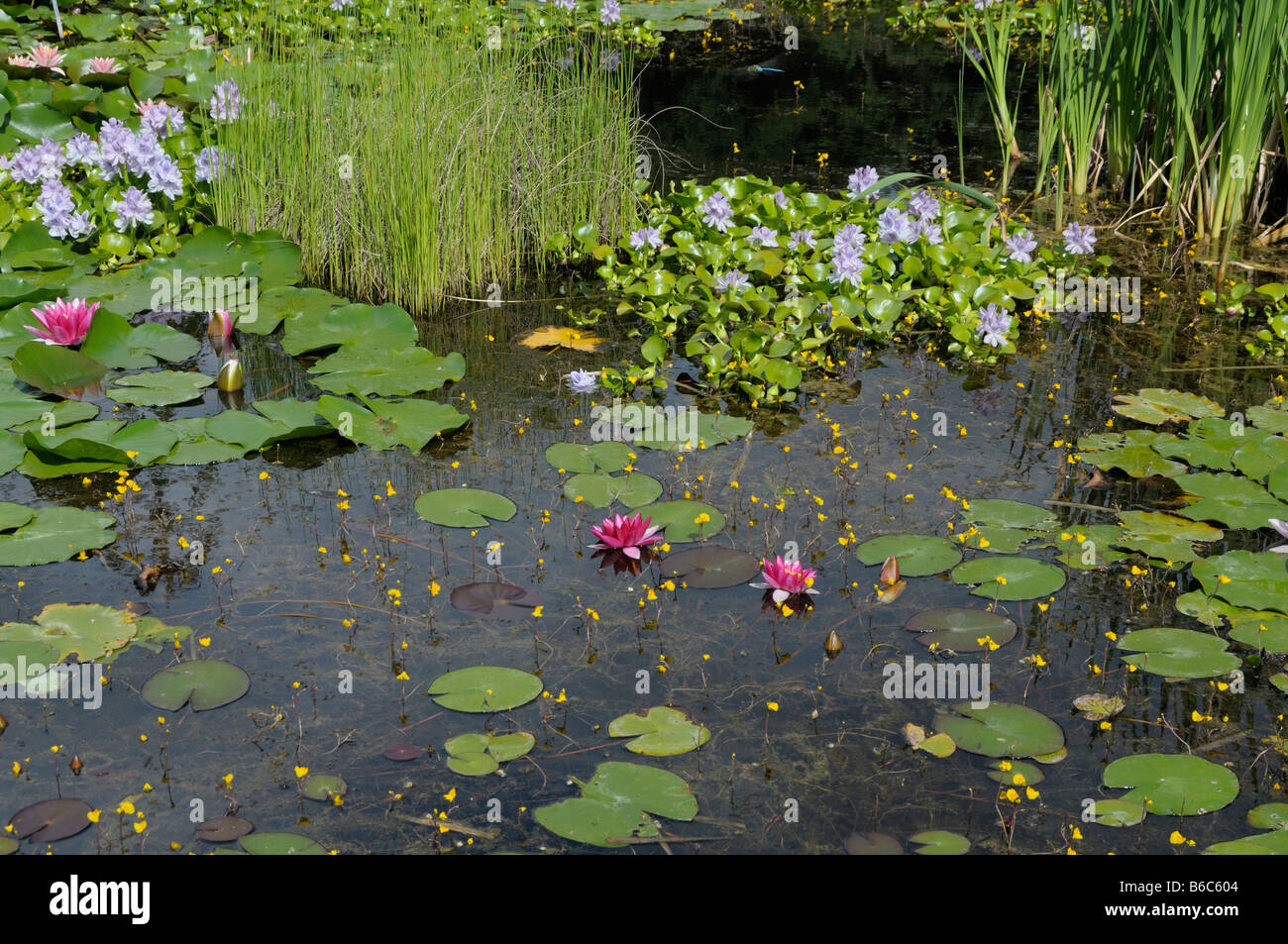 Teich mit Wasser Hyazinths, Seerosen und Fransen Seerosen Stockfoto