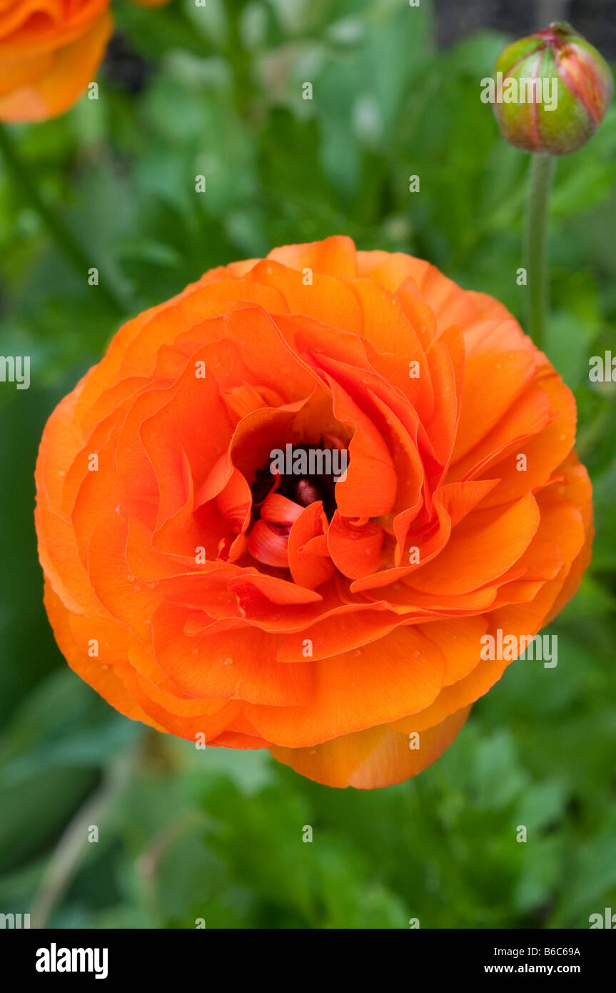 Blüten des orange kultivierten Asiatischen Ranunkels, Ranunkulus asiaticus Stockfoto