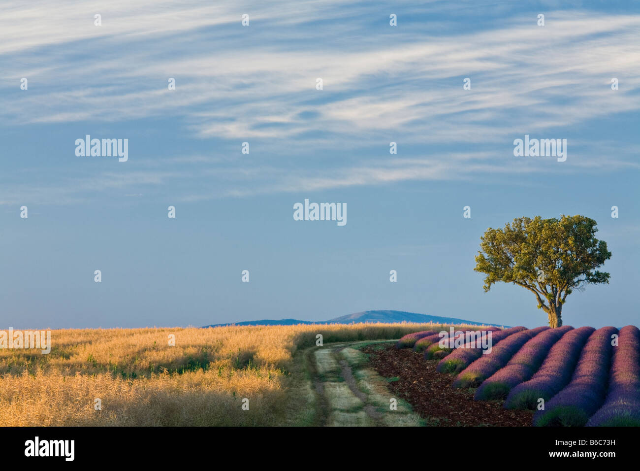 Baum in Lavendelfelder der Provence, Frankreich Stockfoto