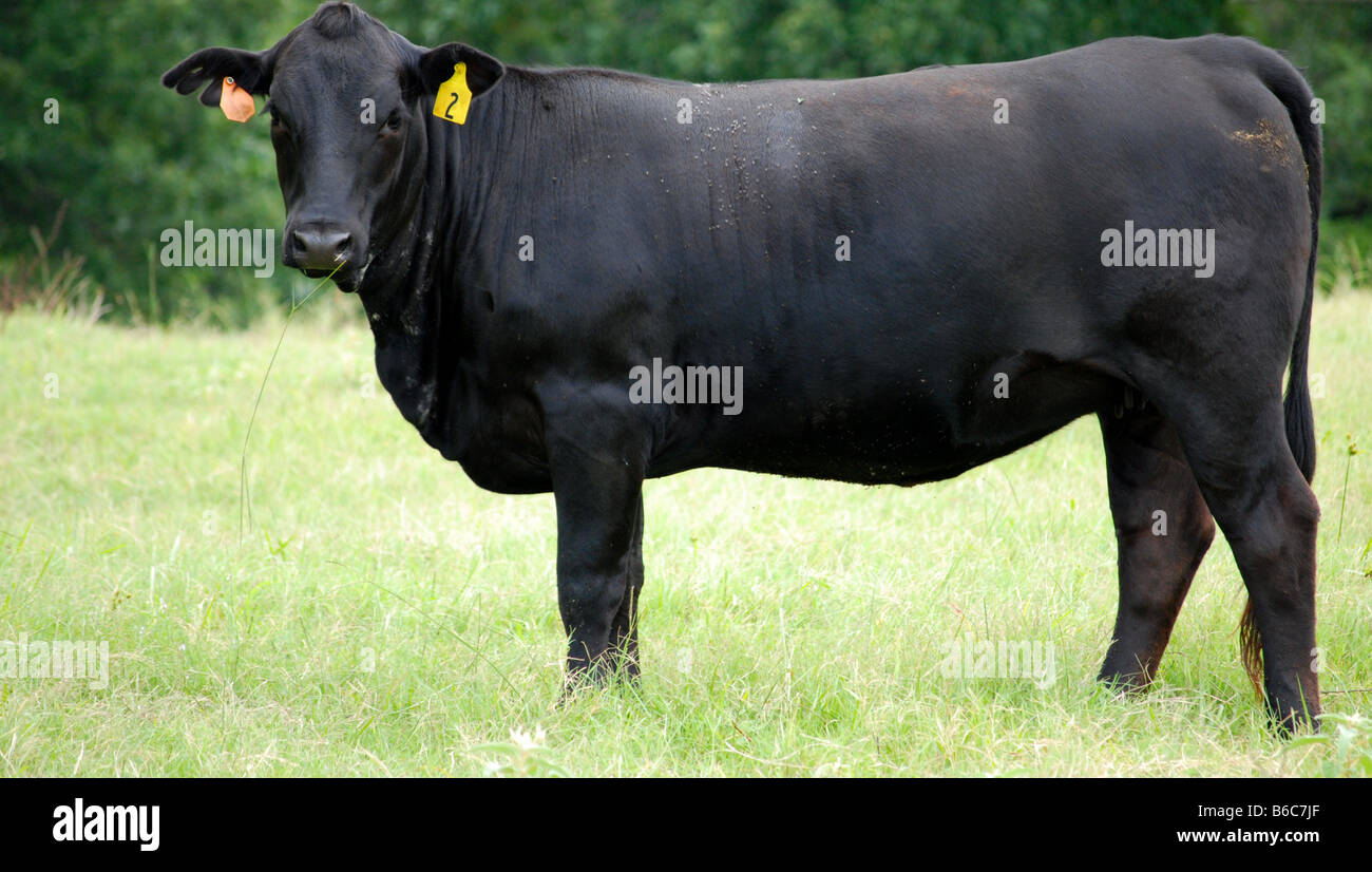 Black Angus Kuh posieren für ein Foto Stockfoto
