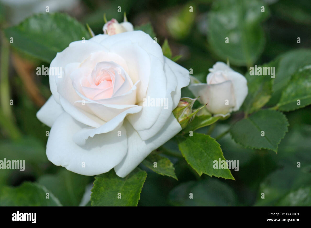 Rose (Rosa SP.), Sorte: Aspirin, Blüte und Knospe Stockfoto