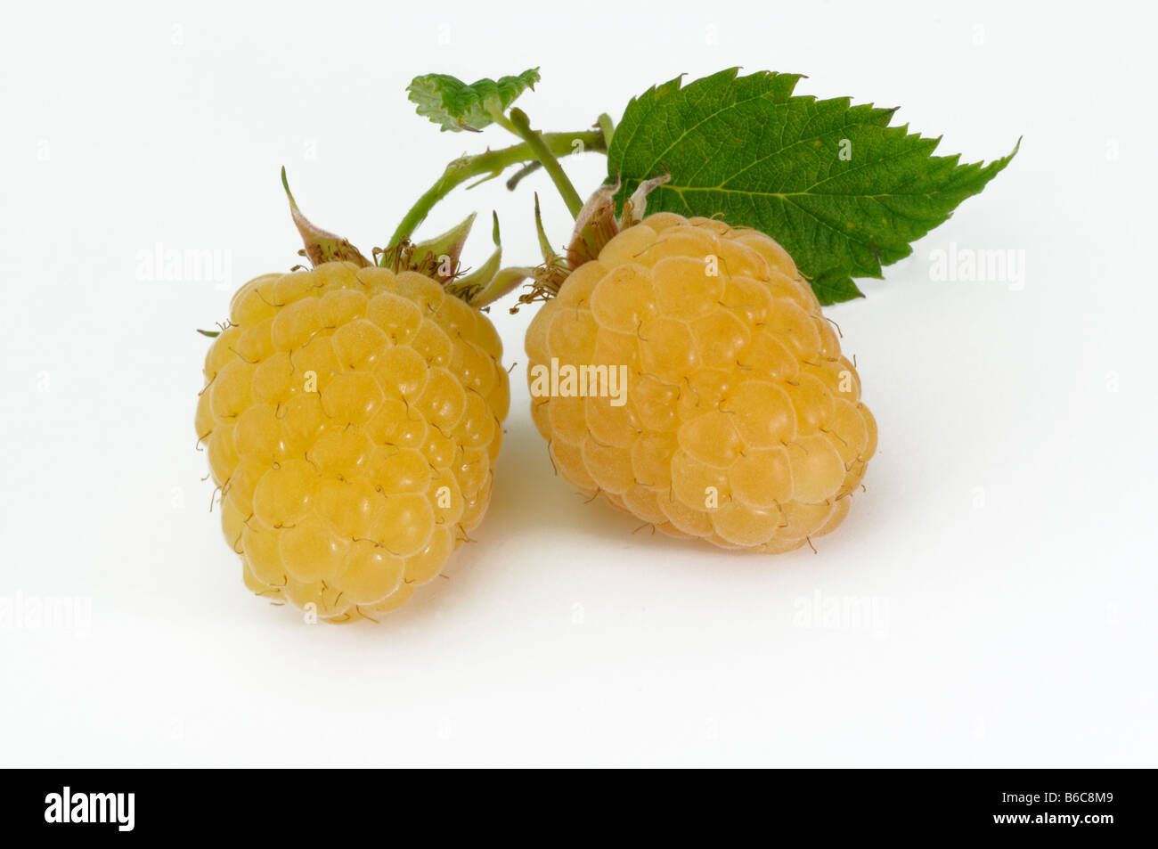 Himbeere (Rubus Idaeus), gelbe Beeren, Studio Bild Stockfoto