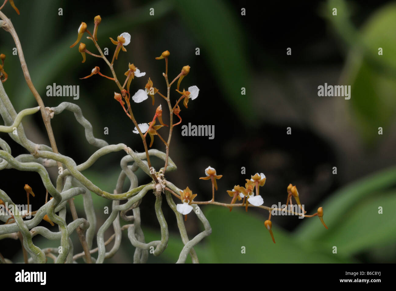 Tropische Orchidee (Solenangis SP.), blühender Zweig aus Luftaufnahmen Wurzel Stockfoto