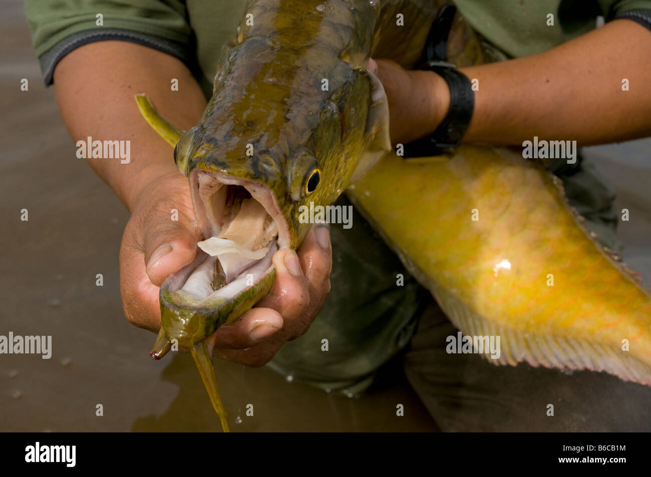 Arahuana Osteoglossum arowana -Fotos und -Bildmaterial in hoher Auflösung – Alamy