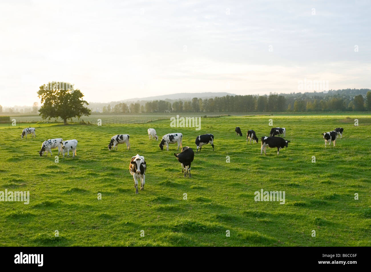 Grasende Kühe auf einem Feld Matsqui Prairie Abbotsford British Columbia Kanada Stockfoto