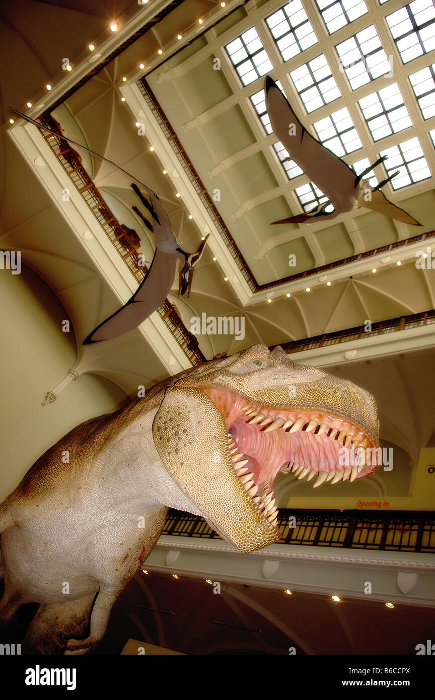 Sich abzeichnende T-Rex Dinosaurier mit Flugsauriern fliegen overhead im Foyer des Museum of Nature in Ottawa, Ontario, Kanada. Stockfoto