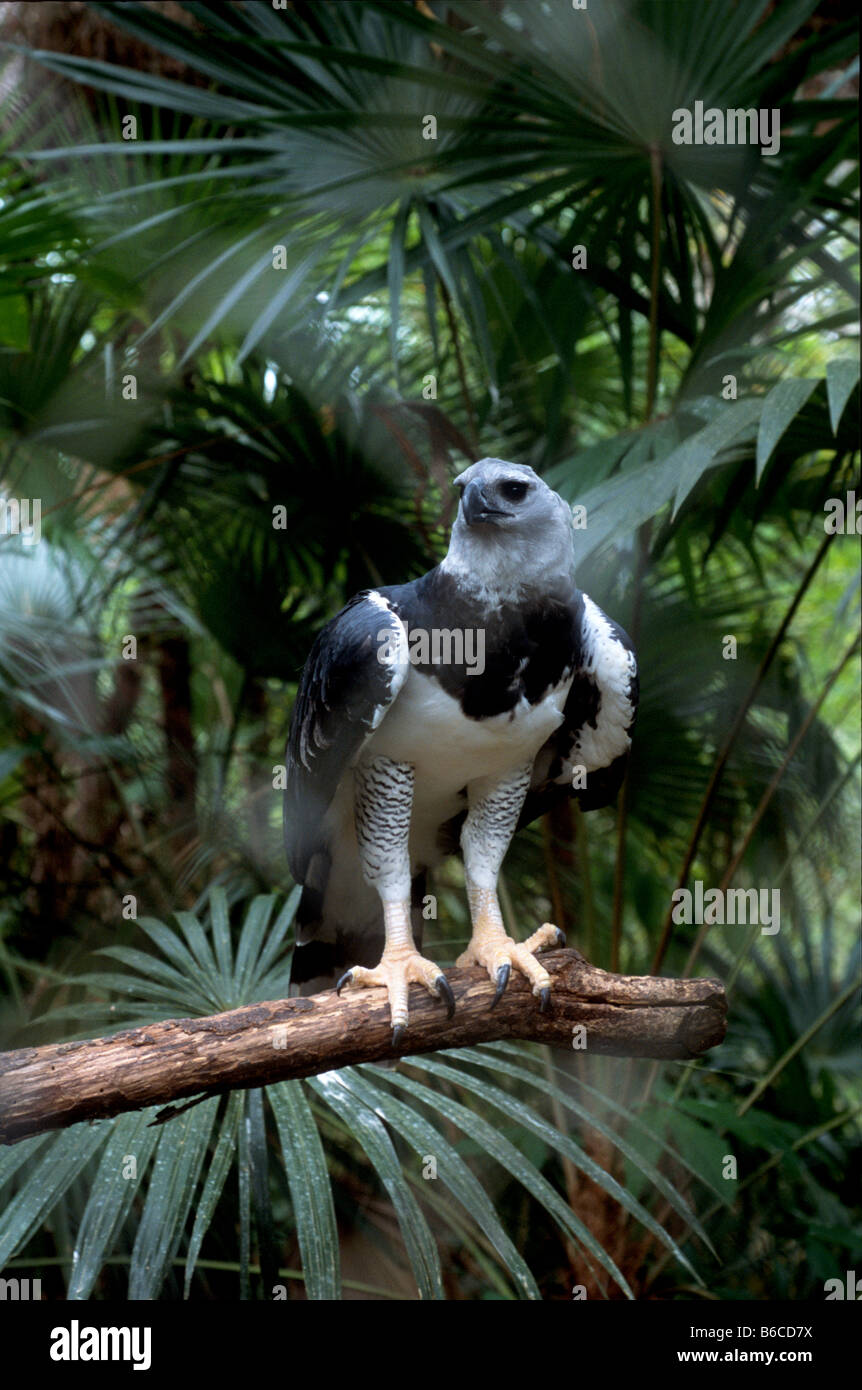 Umgeben von Palmwedel Harpyie (Harpia Harpyja) in der Belize Zoo Sitzstangen auf einem Ast. Stockfoto