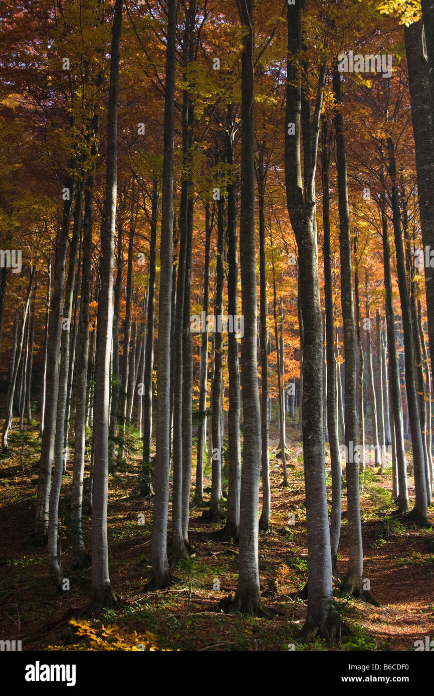 Herbst Buche Wald, Mangrt Pass Nationalpark Triglav, Julischen Alpen, Slowenien Stockfoto
