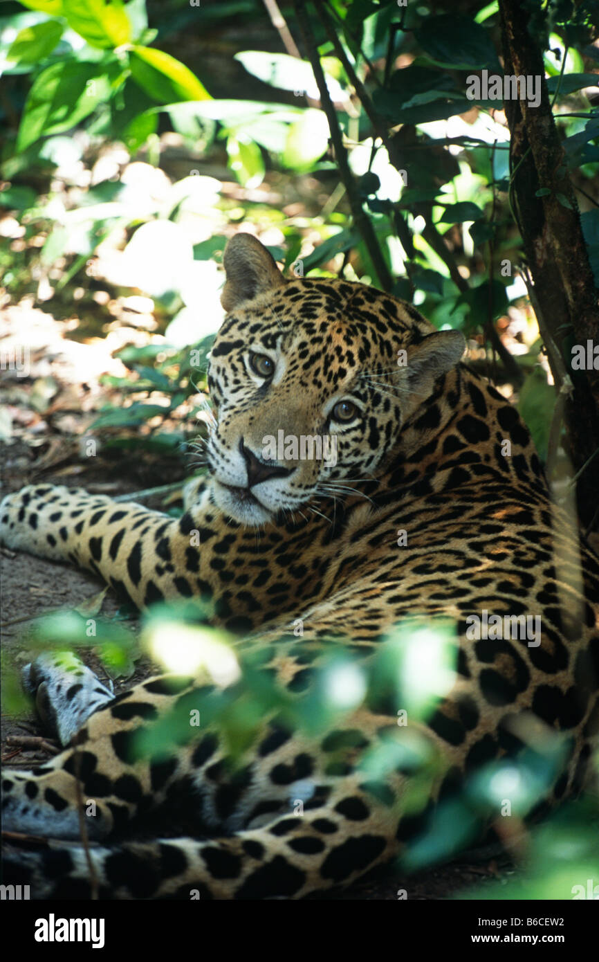 Jaguar (Panthera Onca) Festlegung inmitten von Laub im Belize Zoo Stockfoto