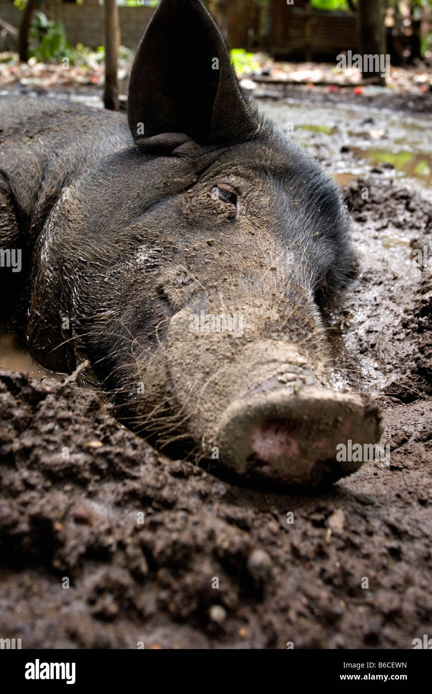 Indonesien, Sambirenteng, Bali, Schwein im Schlamm Stockfoto