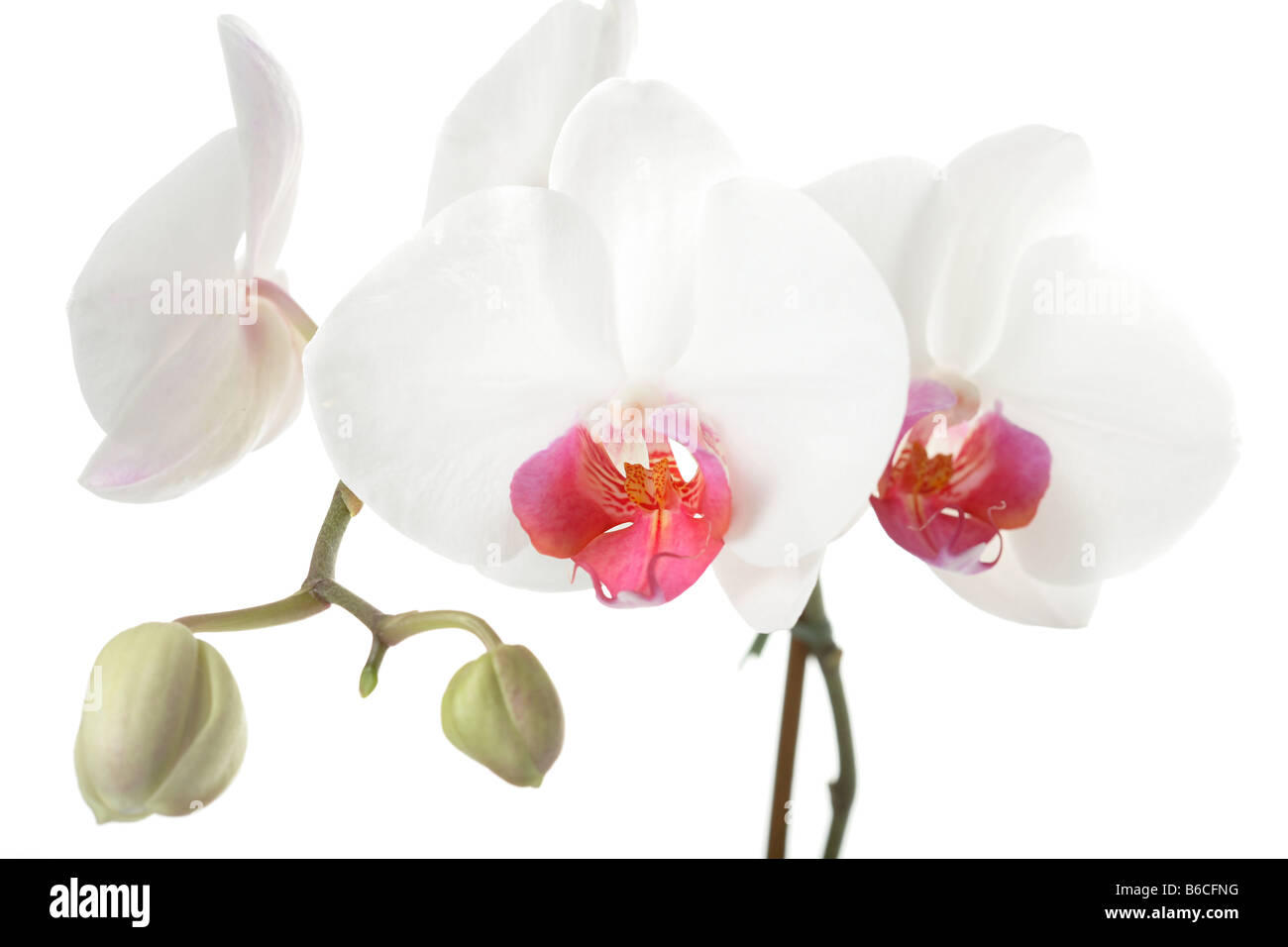 Nahaufnahme der Blüten und Knospen vor weißem Hintergrund Stockfoto