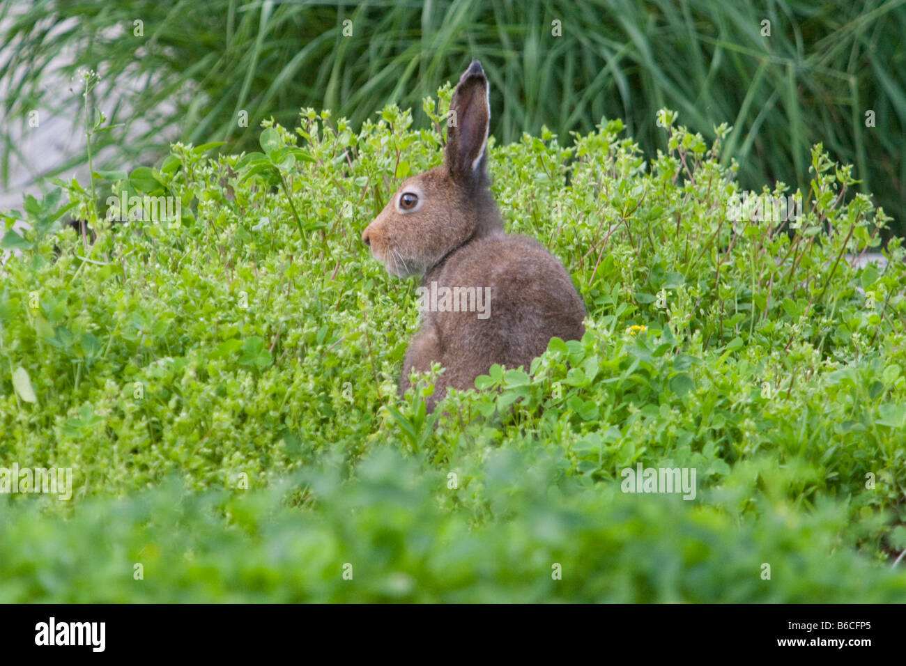 Wilder europäischer Berghase (Lepus timidus), der gepflanzte Exemplare im Botanischen Garten der Universität Oulu in Finnland isst Stockfoto