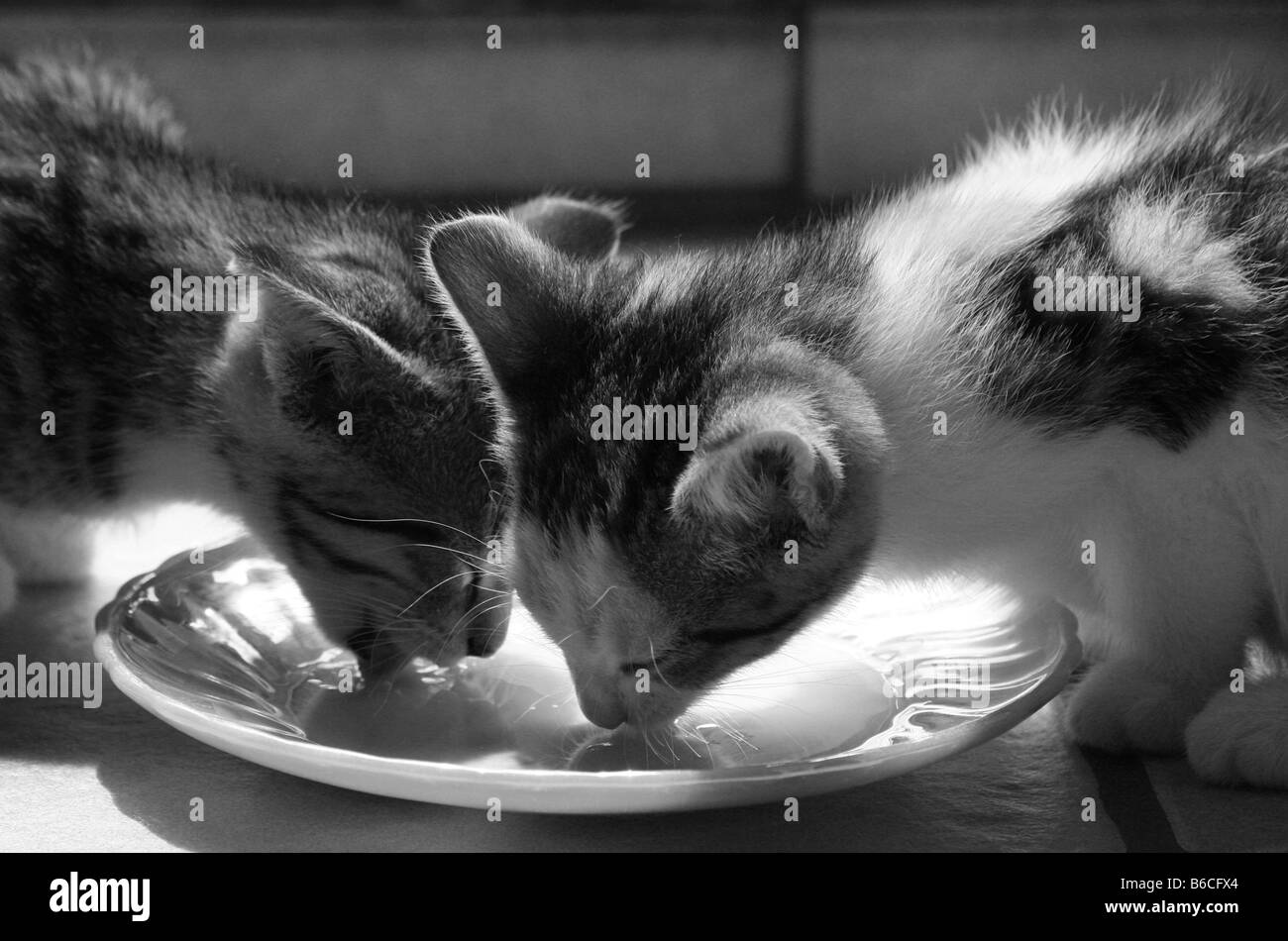 Nahaufnahme von zwei Kätzchen Trinkmilch in Platte Stockfoto