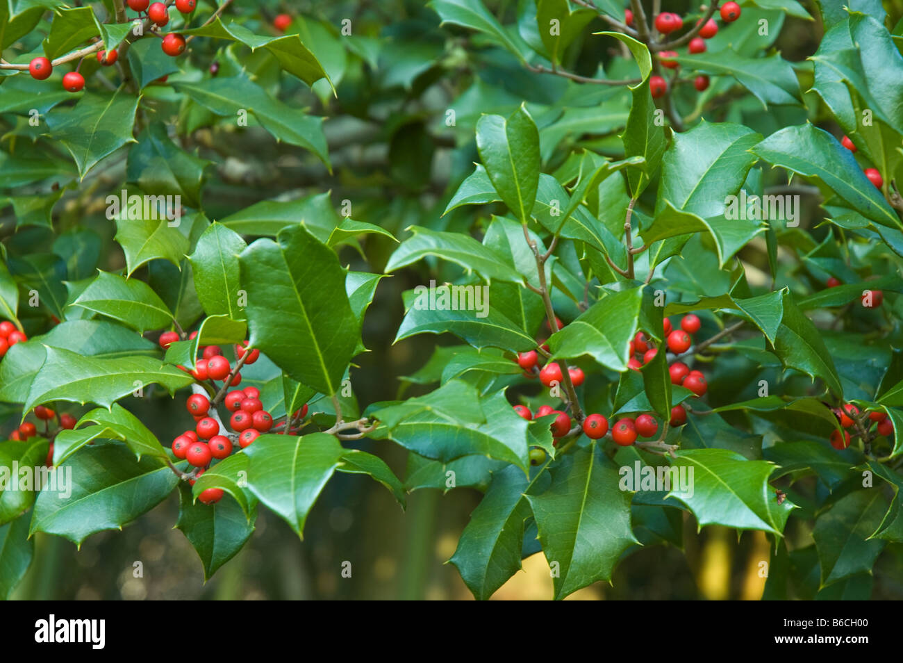 Weihnachten verlässt grünen Holly und roten Beeren auf Stechpalme (Ilex) aller Muster Tapete Winter Outdoor-Hintergrund Stockfoto
