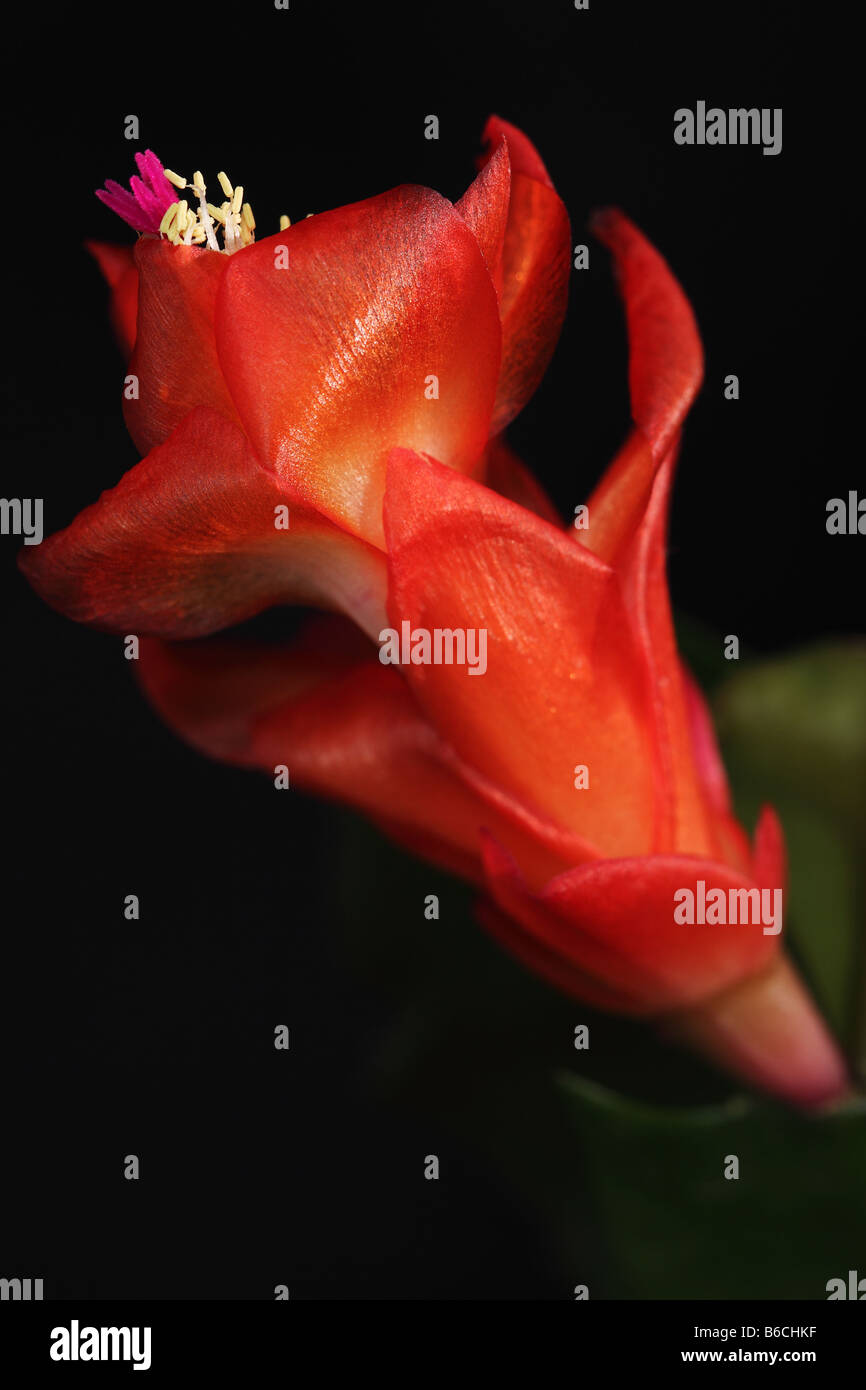 Xmas-Cactus Flower Stockfoto