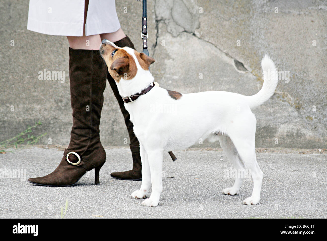 Niedrige Schnittansicht Frau gehen mit Hund auf der Straße Stockfoto