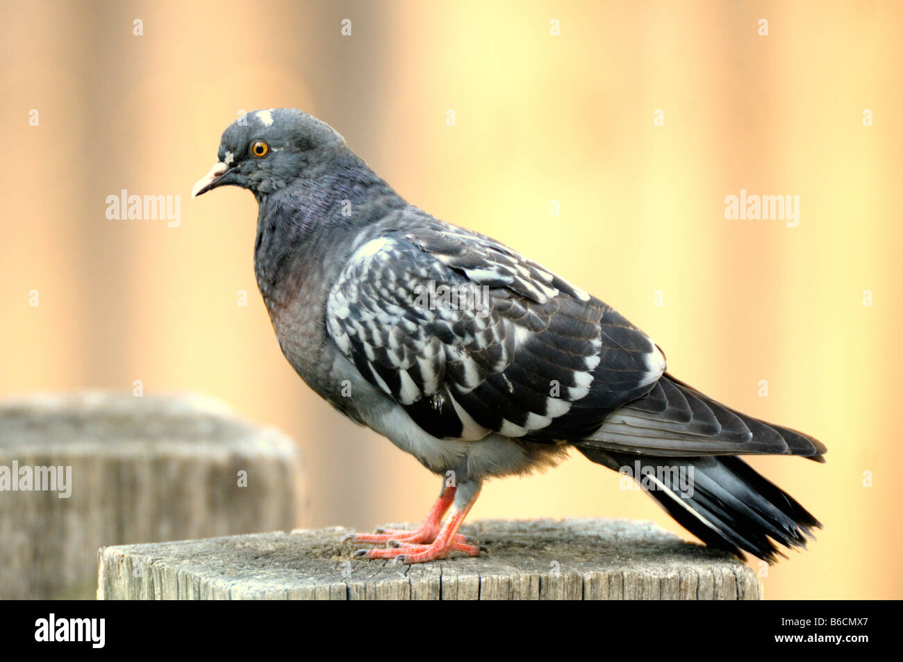 Nahaufnahme der Brieftaube Stockfoto, Bild: 21178143 - Alamy