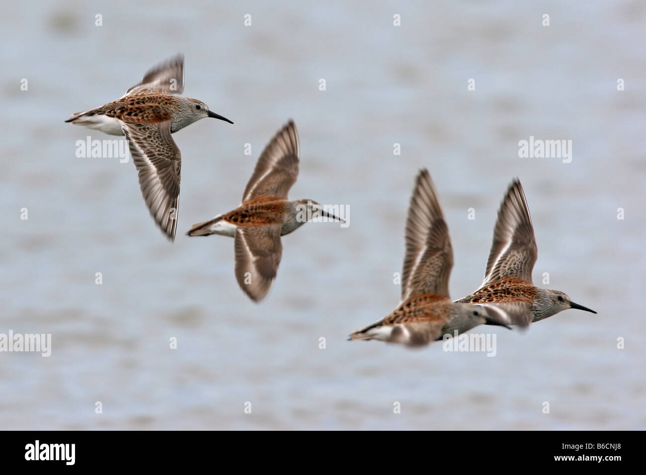 Hauben-Auklet (Aethia Cristatella) fliegen Stockfoto