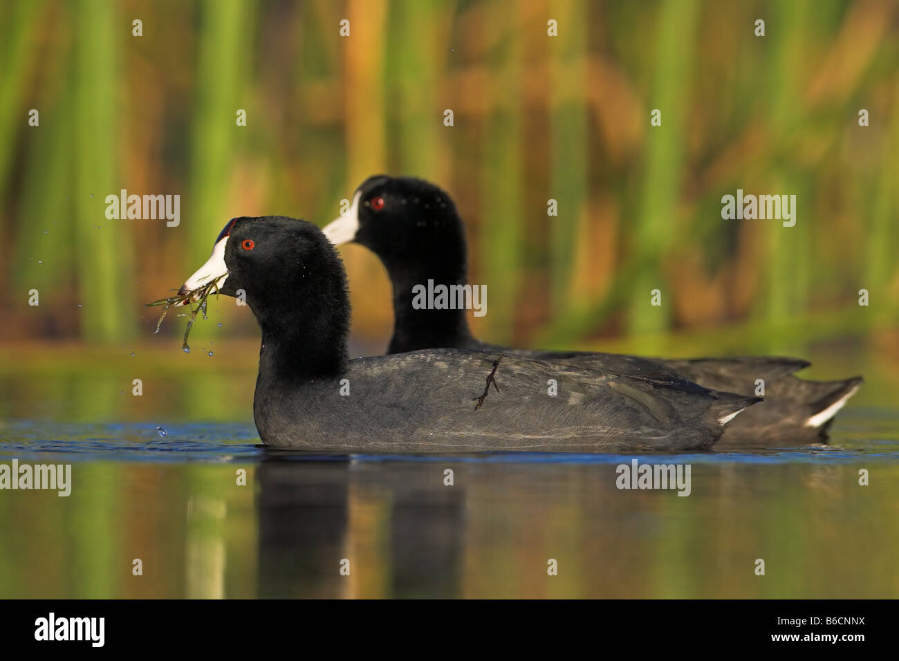 Nahaufnahme von zwei Krane Schwimmen im See Stockfoto