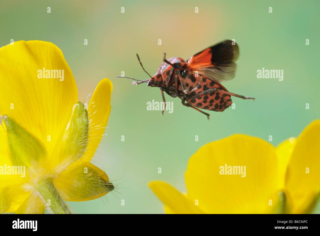 Nahaufnahme des Schild Bug (Graphosoma Lineatum) schwebt über Blume Stockfoto
