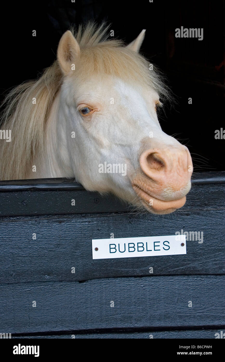 Luftblasen des Kindes pony Stockfoto