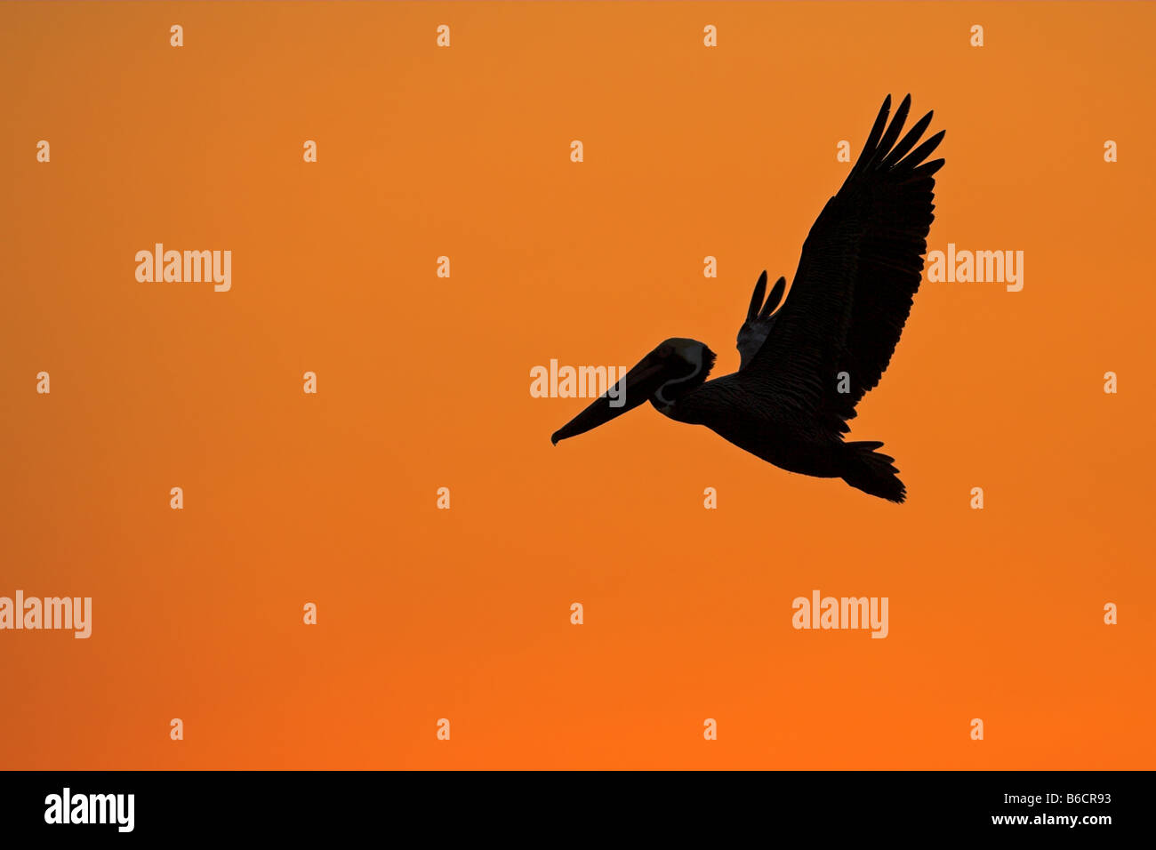 Silhouette der braune Pelikan (Pelecanus Okzident) im Flug Stockfoto
