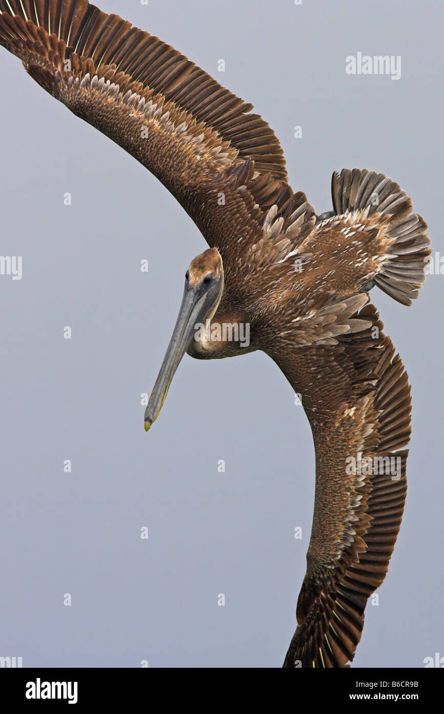 Nahaufnahme der braune Pelikan (Pelecanus Okzident) im Flug Stockfoto