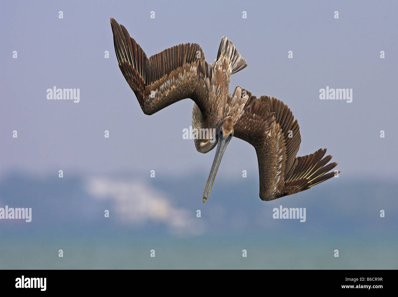 Nahaufnahme der braune Pelikan (Pelecanus Okzident) im Flug Stockfoto