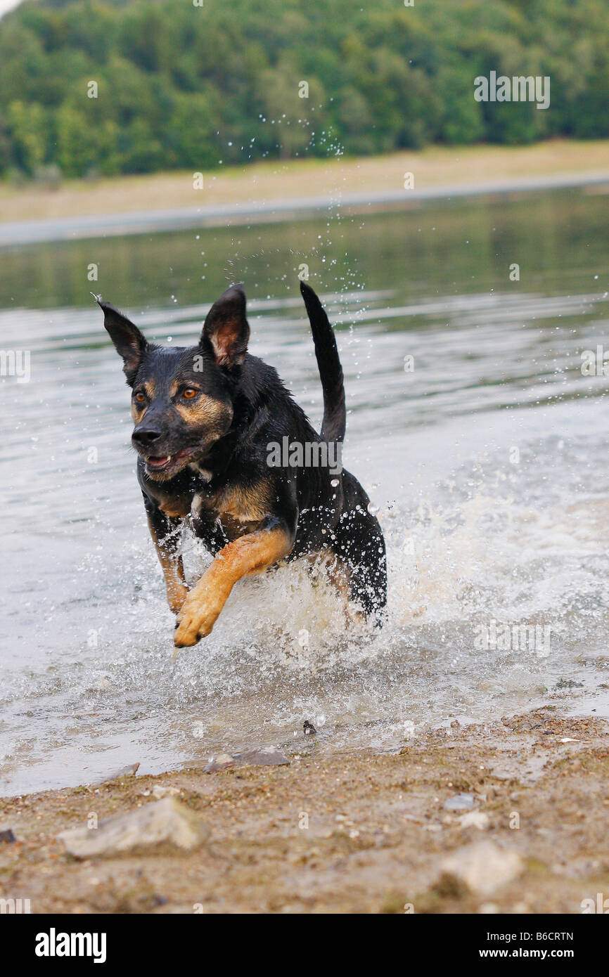 Deutscher Schäferhund im Wasser laufen Stockfoto