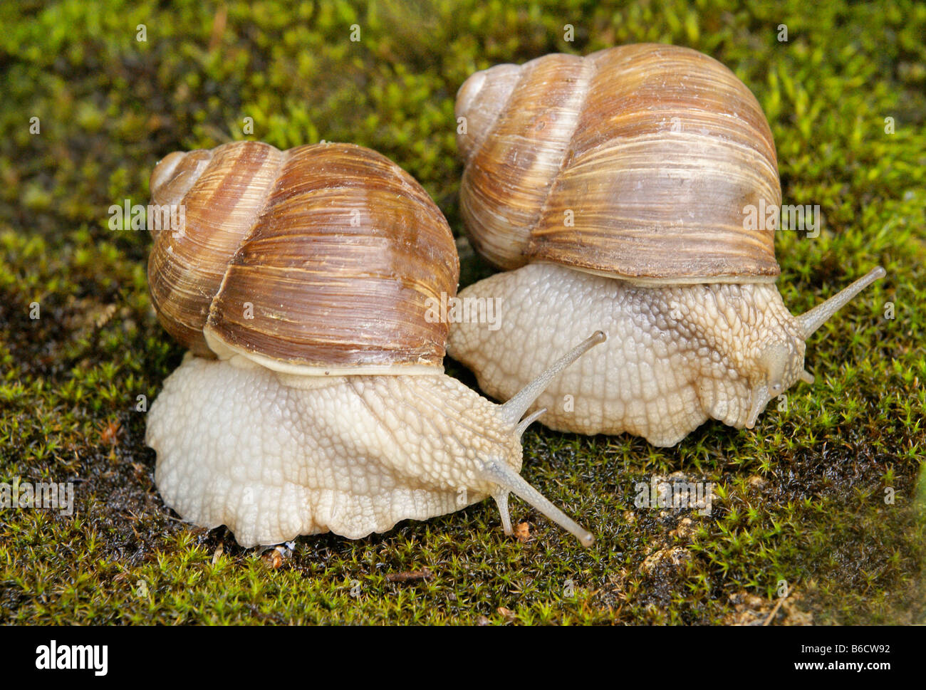 Nahaufnahme von essbaren Schnecken (Helix Pomatia) Stockfoto
